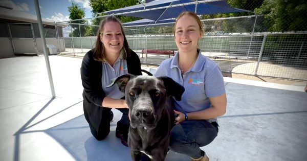 Glenfield Road Animal Shelter invites you to come and meet your new furry friend