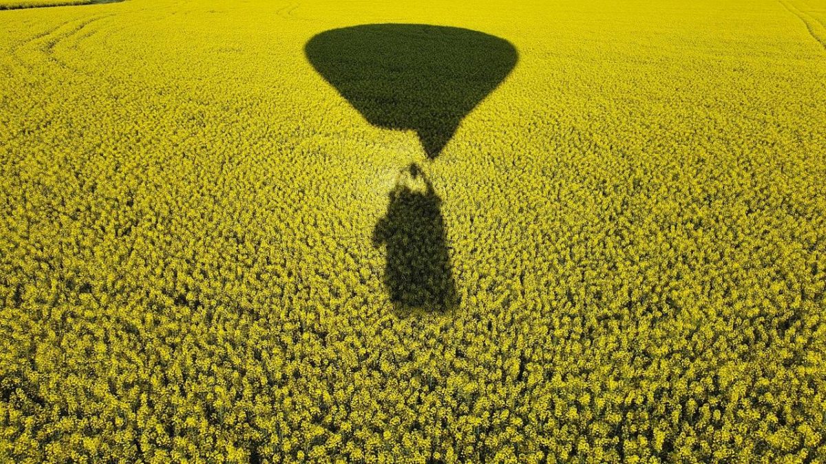 hot-air balloon over canola field