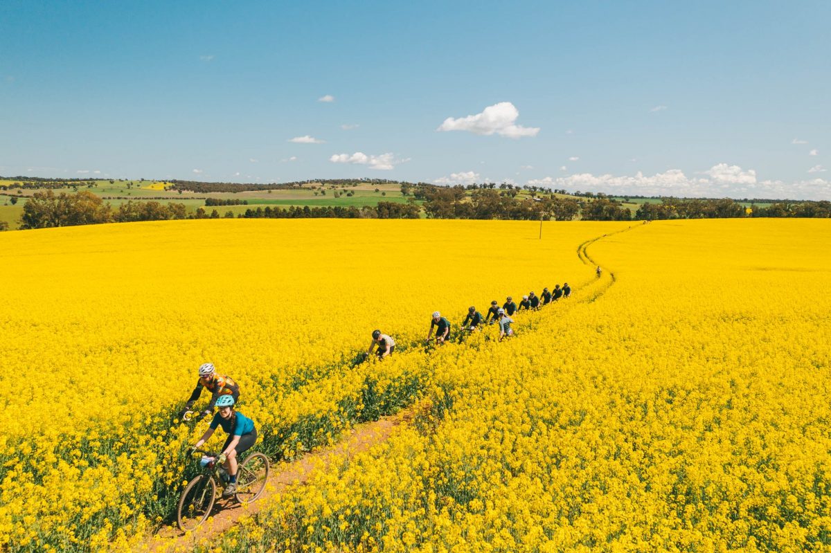 cyclists riding through blossoming field