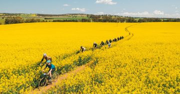 A million-dollar boost for canola tourism set to reap a golden harvest in the Riverina
