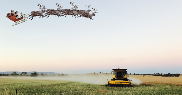 All hail the harvest as Christmas arrives in the bush