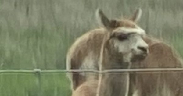 Police appeal for information on alpaca shot dead at Lake Albert