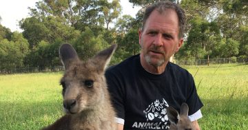 NSW political party calls for ban on kangaroo culling in flood-affected parts of state