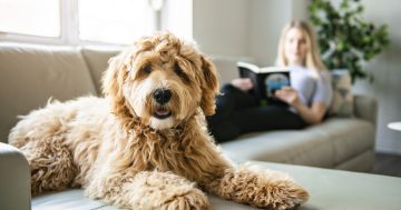 POLL: Should more Riverina renters be allowed to have a pet?