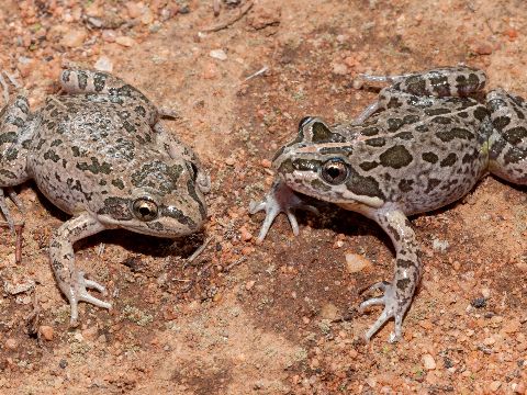 spotted marsh frogs