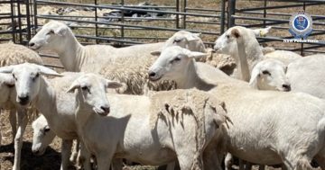 Rural Crime police call for information on stolen Australian White maiden ewes