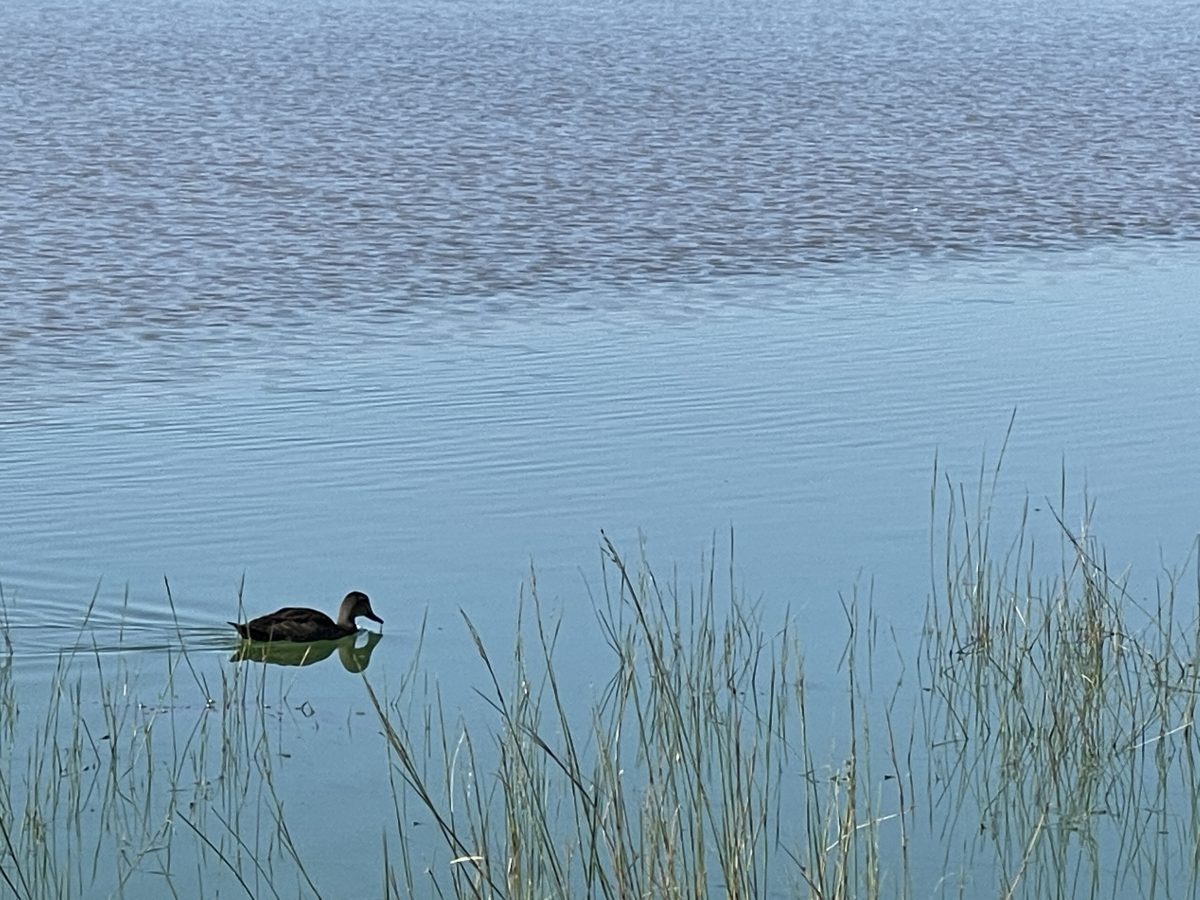 Duck in Lake Albert 