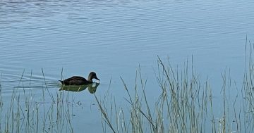 Concern for ducks drinking toxic water as Lake Albert remains off limits to public