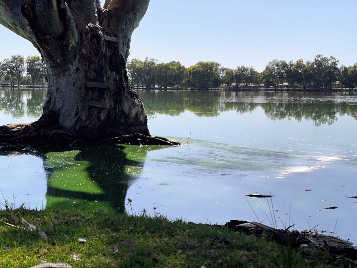 Slimy Lake Albert greenish water