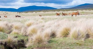 McGirr calls for increased wild horse culling and abolition of Brumby Bill