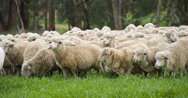 350 ewes allegedly stolen from a property near Wagga