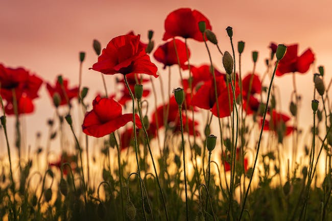 Anzac Day is an important day on the Australian calendar when we honour past and present servicemen and women of the Australian Defence Force. 