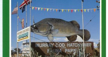 Riverina Rewind: Back when the Murray cod were hatching and the sign was iconic