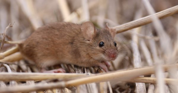 Is another mice plague upon us? Calls to stay alert after signs of rampant rodents