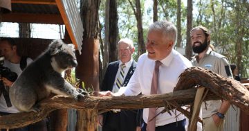 Money for a good claws: Grant applications to help save koalas now open