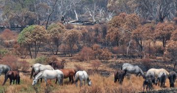 Time is running out to have your say on the continued protection of wild horses in Kosciuszko