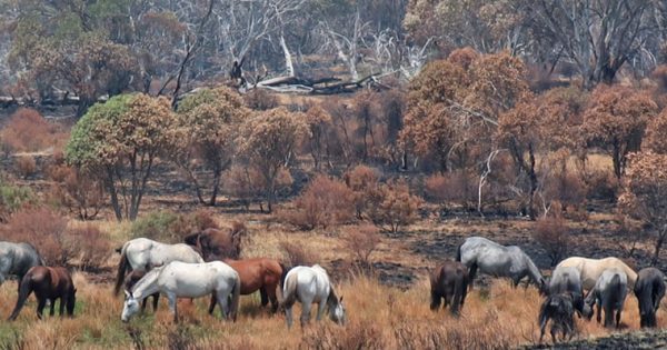 24-fold increase in annual wild horse removals gives KNP's native animals a chance, conservationists say