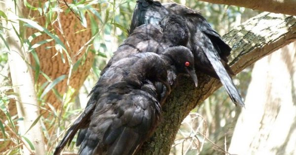 Across our bushland and gardens, choughs are sociable, cheery kidnappers