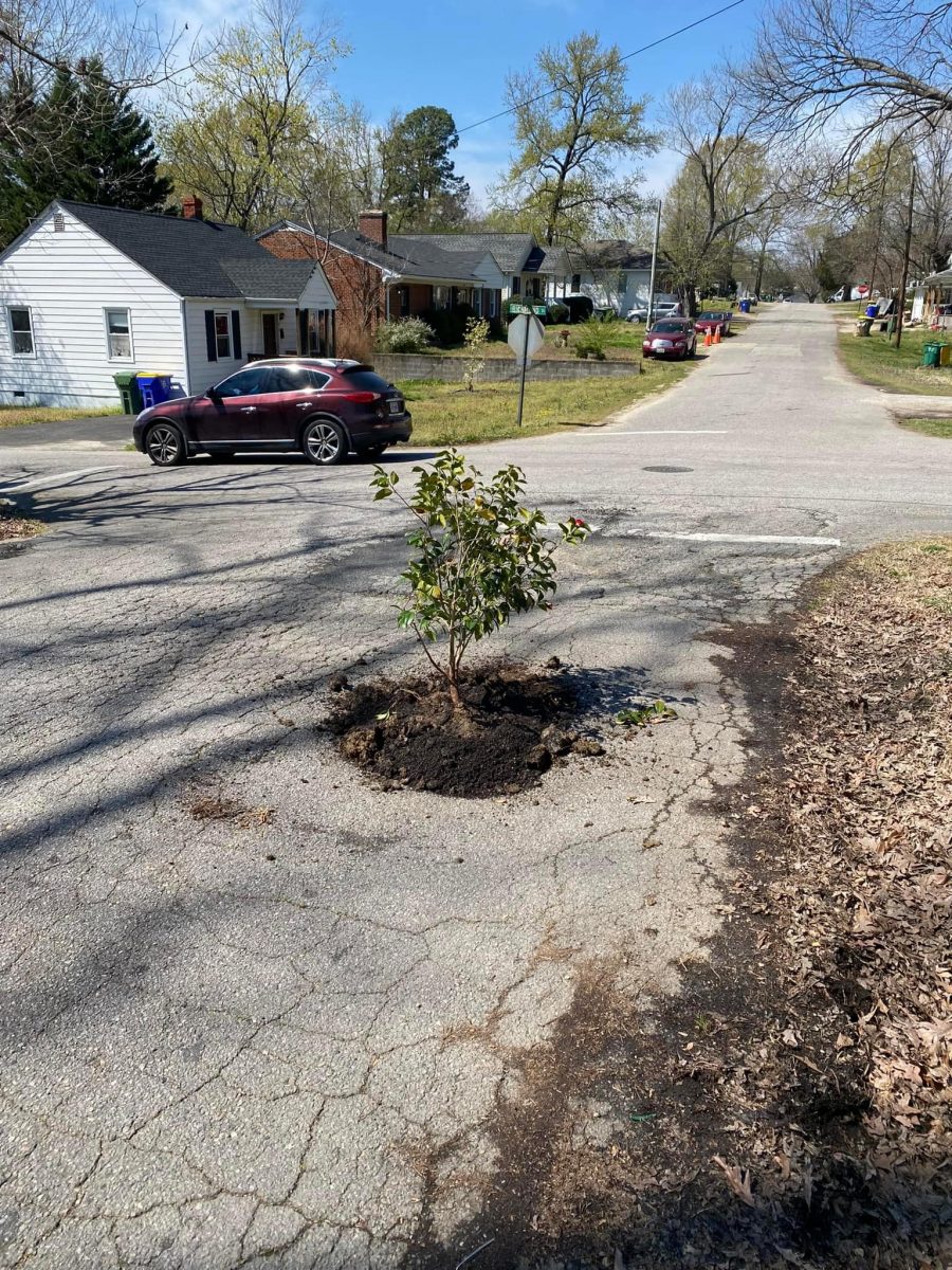 Tree planted in a pothole