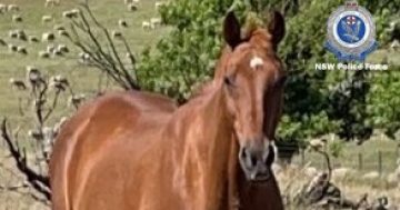 Have you seen 'Barney'? Police call for information about missing horse