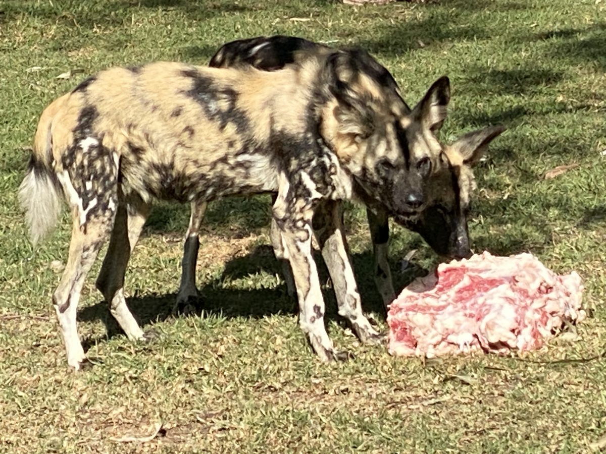 African wild dogs eating raw beef