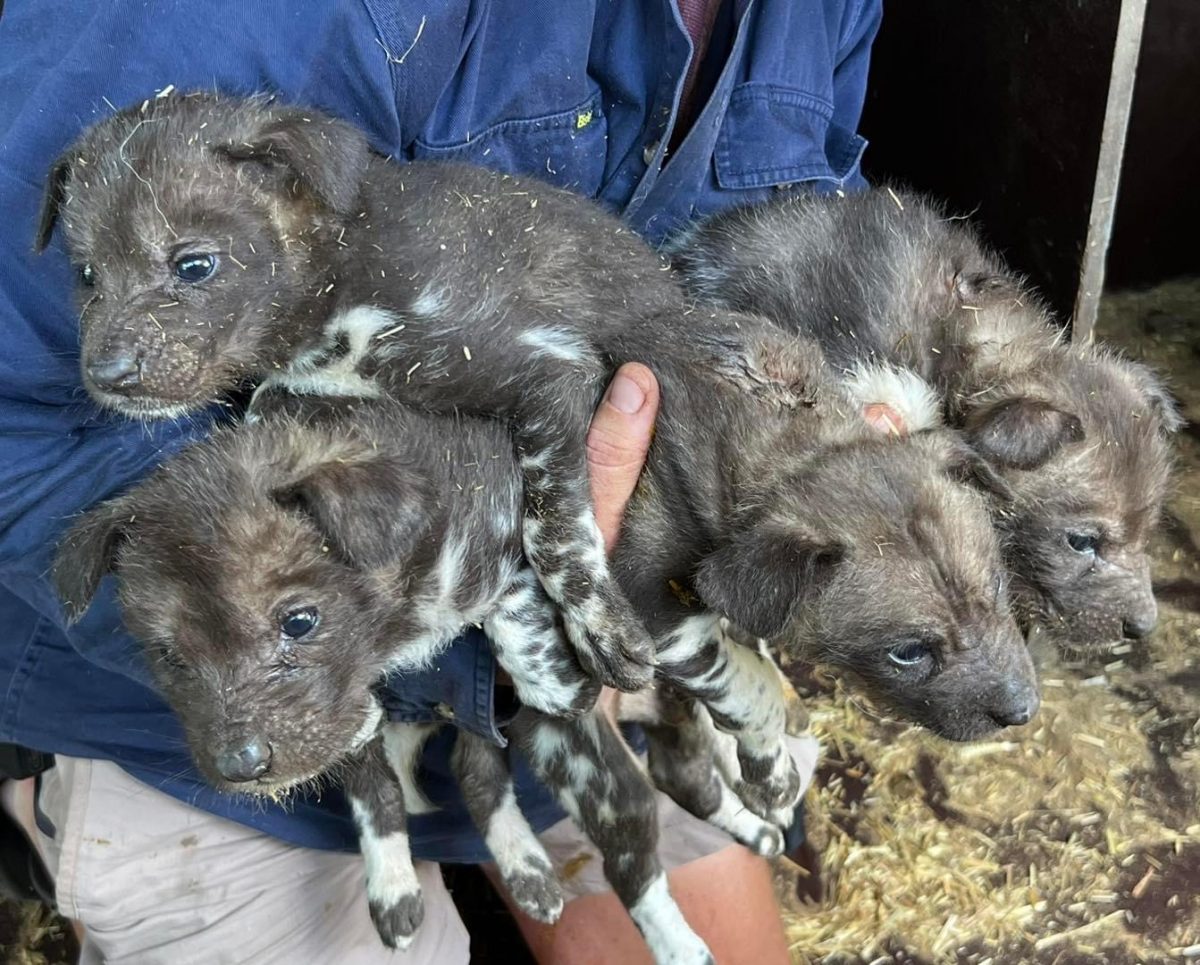Four African wild dog puppies being carried
