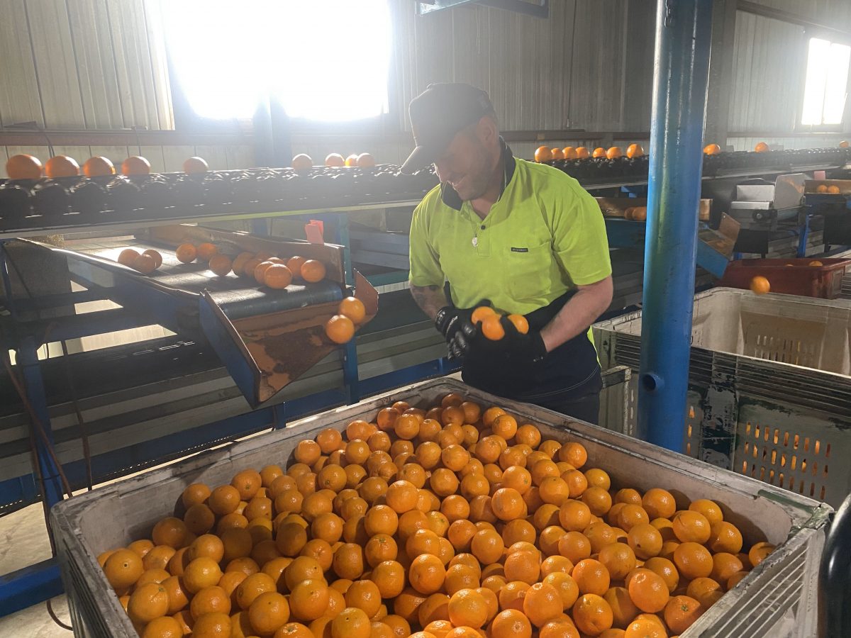 A worker sorting oranges