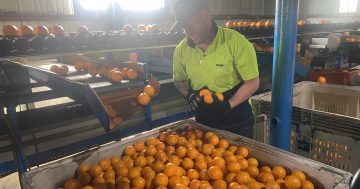 Shortage of citrus in the US should not affect Australians prices, Riverina grower says