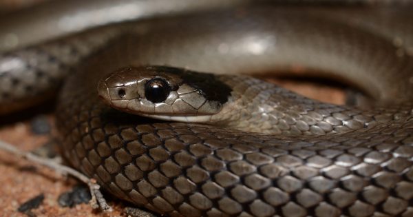 The happy accident that led to a rare Australian snake being listed as endangered