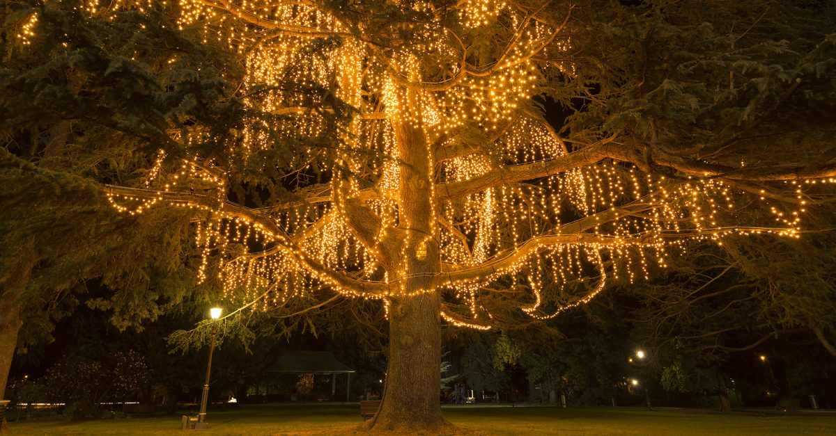 Wagga tree lit up