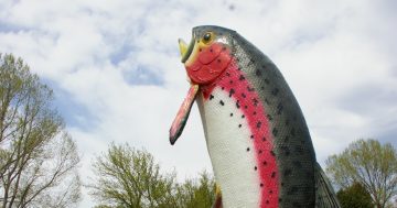 Community has its say as Big Trout set for new paint job