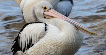 Murrumbidgee residents are being urged to report sightings of banded pelicans