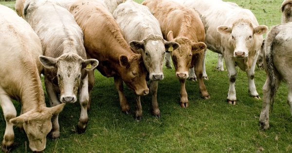 Charles Sturt's Wagga campus hosts international biosecurity training program