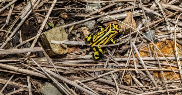 Traditional knowledge helping to save endangered High Country species