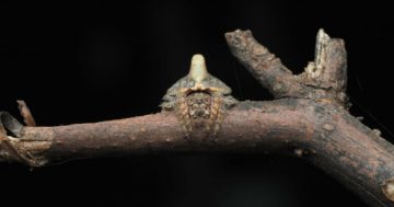 Three new spider species discovered in Kosciuszko National Park