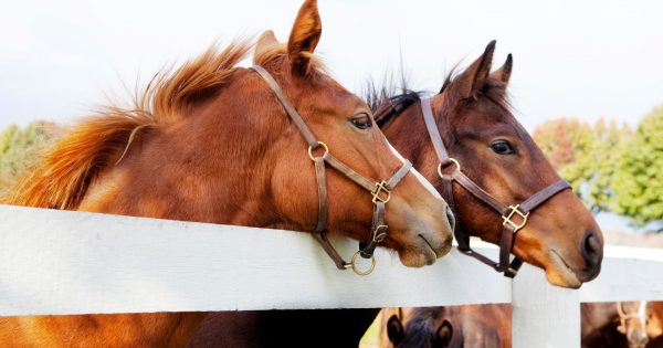 Charles Sturt leads international collaboration exploring positive emotion in thoroughbred horses