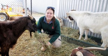 Need a new lawnmower (or two)? Zoo may have the answer as reno plans prompt call to rehome goats