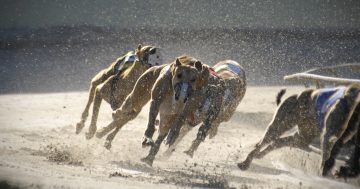 Wagga's greyhound racing track to receive major upgrades amid safety concerns