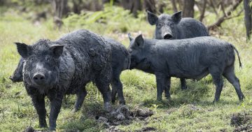 Farmers want pest control funding extended with 'millions of feral pigs' rampaging across NSW