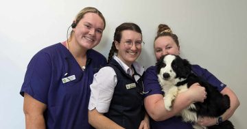 Don't hesitate to vaccinate: Vet urges jab as Riverina pets face risk of potentially deadly bacterial disease