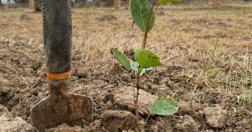 Wagga community to plant more than 3000 seedlings for National Tree Day