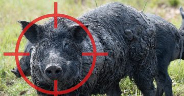 NSW Government appoints Feral Pig Coordinator to take aim at booming populations
