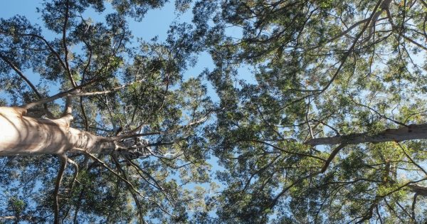 Riverina man to face court over damage to native trees