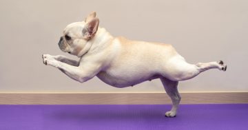 Puppy yoga? Have we all gone barking mad?