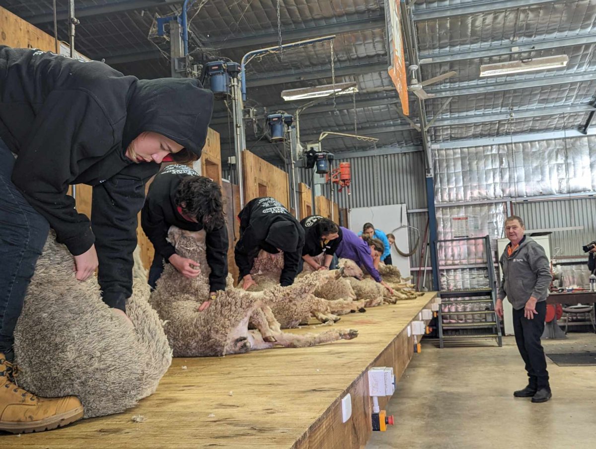 shearing training for school students