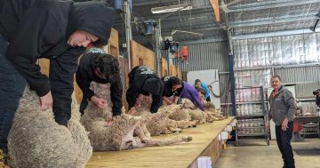 Chance to learn shearing clicks with Riverina students as profession looks to boost stocks