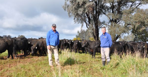 The bull is a bonus in this well-tested Henty breeding program