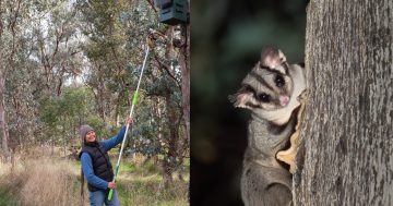 Squirrel gliders on the comeback in the Riverina as community program ensures their viability