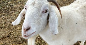 Wagga Zoo goats move on to greener pastures