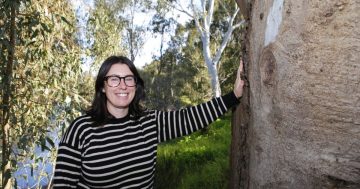 Arboreal mammals become a focus for Wagga Council